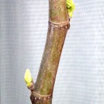 4月15日にイチジクの芽が出ました